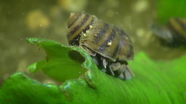Escargot Eau Douce Viviparus Viviparus Sur Une Feuille Une Plante — Video