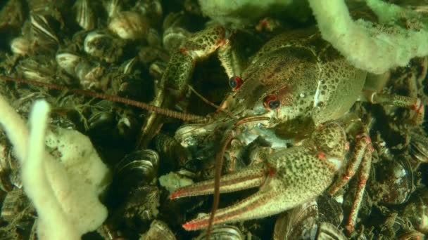 红爪小龙虾 Astacus Astacus 栖息在被贝壳覆盖的海底 躲藏在海绵般的特写镜头下 — 图库视频影像