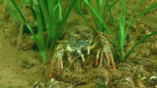 在绿色水生植物底部的宽被禁小龙虾 Astacus Astacus — 图库视频影像