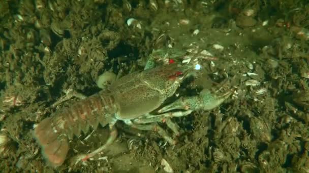 欧洲螃蟹 Astacus Astacus 沿着河底爬行 定期用脚触地寻找食物 特写镜头 — 图库视频影像