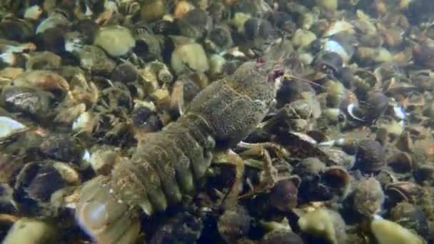 Female Broad Clawed Crayfish Astacus Astacus Slowly Crawling River Bed — Stock Video