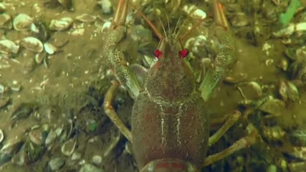 Broad Clawed Crayfish Astacus Astacus Kruipend Langs Rivierbedding Bedekt Met — Stockvideo