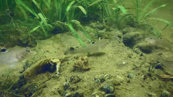 エイリアン種 緑の水生植物に対して川の底に若い丸ゴビ ネオゴビオス メラノストムス のグループ — ストック動画