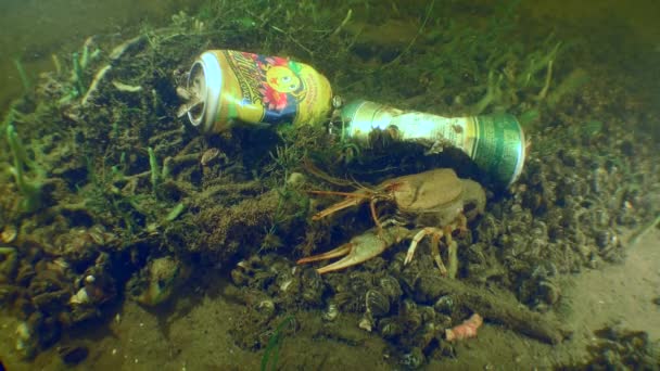ウクライナ ドニエプル川 2018年6月 水域の汚染 川底の飲料からの金属缶 死んだザリガニの近く — ストック動画