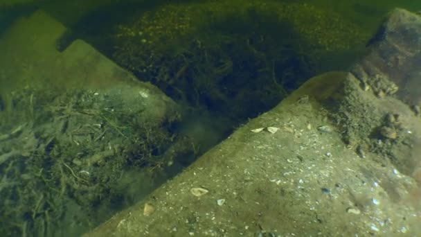 考古研究 古代木船哥萨克人的侧边 在第聂伯河上游可见安装桨的沟槽 — 图库视频影像