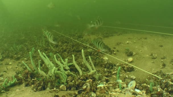 在一艘古代木船的水下考古遗址上 Barsch或欧洲鲈鱼 Perca Fluviatilis 正在寻找食物 — 图库视频影像