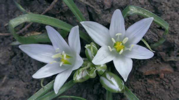 Kwitnące Białe Kwiaty Gwiazda Betlejem Ornithogalum Zbliżenie Powolny Zoom — Wideo stockowe