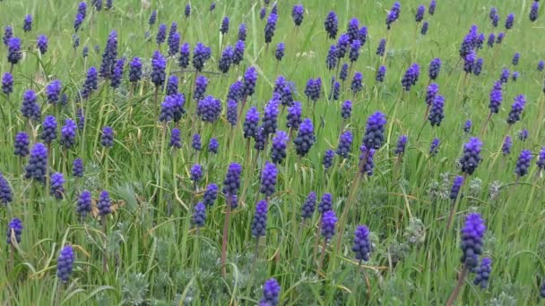 Πολλά Μπλε Starch Σταφύλι Υάκινθος Muscri Λουλούδια Κατά Γρασίδι Αργό — Αρχείο Βίντεο