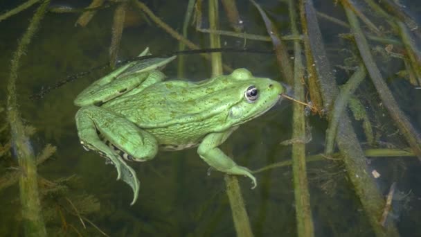 食用蛙 Pelophylax Esculentus 在漂浮的水生植物上具有独特的金属绿颜色 它眨眼 — 图库视频影像