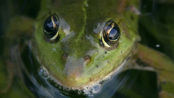 Poolkikker Pelophylax Lessonae Drijvende Waterplanten Vooraanzicht Portret — Stockvideo