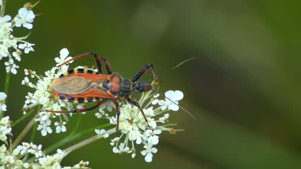Predatory Red Assassin Bug Rhynocoris Iracundus Flores Blancas Plano Medio — Vídeos de Stock