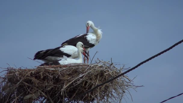 白鹤或欧洲白鹤 Ciconia Ciconia 有几只鸟 天气多风 — 图库视频影像