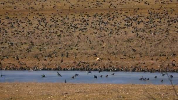 Büyük Bir Sığırcık Sürüsü Sturnus Vulgaris Bir Tarlaya Donmuş Bir — Stok video