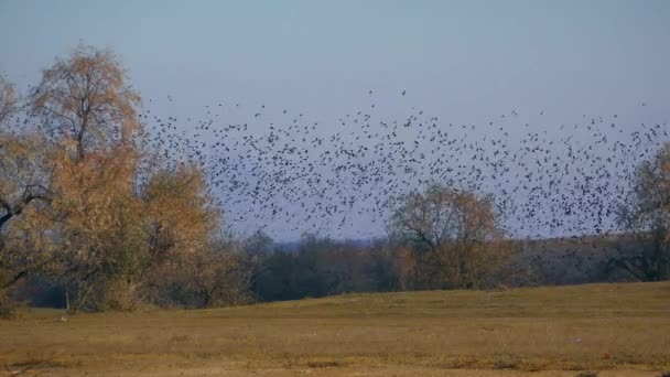 Movement Huge Flock Common Starling Sturnus Vulgaris Air Resembles Swift — Stock Video