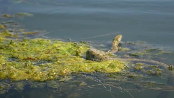 Natrix Tessellata 爬上水面 栖息在漂浮的水生植物上 — 图库视频影像