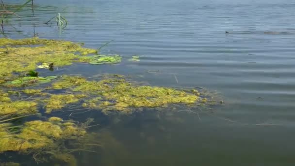 Dice Snake Natrix Tessellata Przepływa Obok Wysepki Pływających Roślin Wodnych — Wideo stockowe