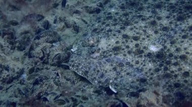 Avrupalı bir balıkçı teknesinin portresi (Scophthalmus maximus), sonra kamera yavaşça uzaklaşır ve kırmızı alg çalılarının arasında uzanan bir balığı gösterir..