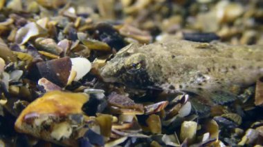 Risso 'nun yusufçuğu (Callionymus risso) deniz kabuklarıyla kaplıdır, sonra çerçeveyi terk eder, yakın plan..