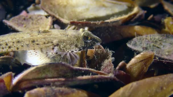 Risso Dragonet Callionymus Risso Tengerfenéken Kagylókkal Borítva Közelkép — Stock videók