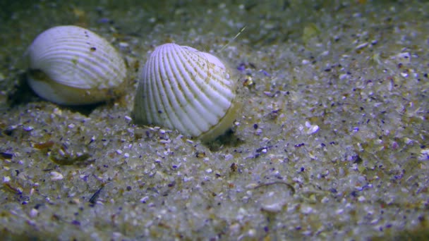 コックルまたはカリウムハマグリ Cerastoderma 砂の底へと流れ込み — ストック動画