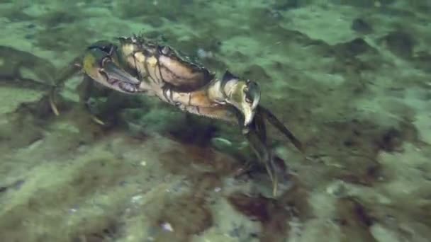 绿螃蟹或滨蟹 Carcinus Maenas 沿着沙质底部奔跑 在危险的情况下 螃蟹会发展出相当快的速度 然后离开框架 — 图库视频影像