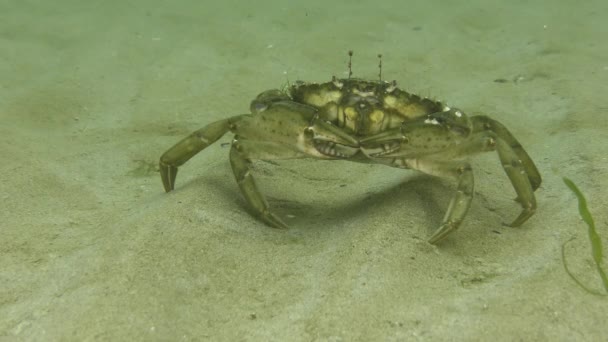 其中一个最有名的海洋入侵物种绿蟹或滨蟹 Carcinus Maenas 在沙质海底留下了框架 留下了独特的脚印 — 图库视频影像