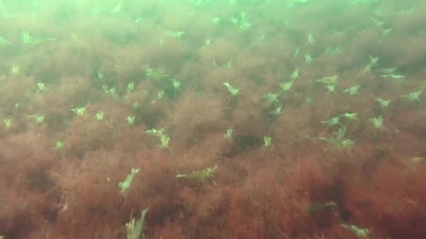 Large Amount Shrimp Palaemon Red Algae Covering Seabed — Stock Video