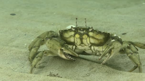 其中一个最有名的海洋入侵物种绿蟹或海岸蟹 Carcinus Maenas 在沙质海底 然后离开框架 — 图库视频影像
