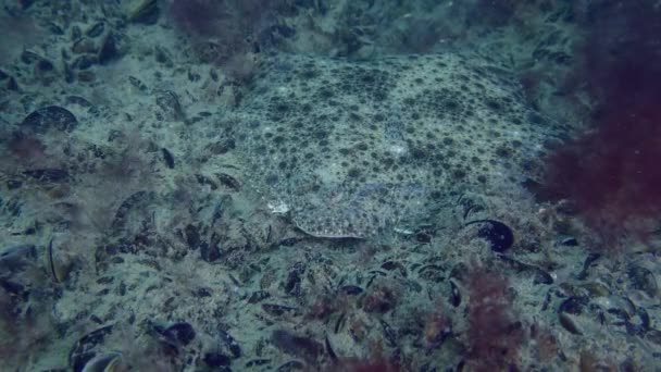 Európai Rombuszhal Scophthalmus Maximus Fenéken Fekszik Kagylókkal Vörös Algákkal Borítva — Stock videók