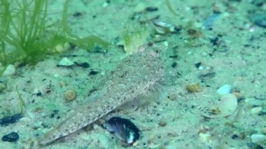 Risso 'nun yusufçuğu (Callionymus risso) yeşil yosunlarla kaplı kumlu bir deniz yatağında, etrafına bakar ve çerçeveyi terk eder, yakın plan..