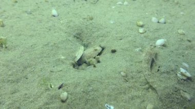 Üreme amaçlı Marble Goby (Pomatoschistus marmoratus): yuvayı koruyan erkek gergin, fakat sinir bozucu konuk sayısı çok fazla..