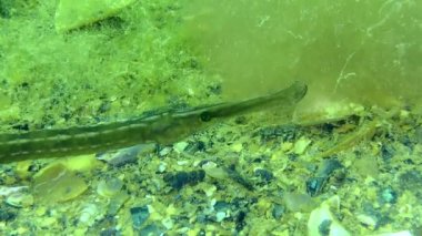 Bir kabuk tabanı üzerinde Broadnosed Boru Balığı (Syngnathus tifle), yakın plan.