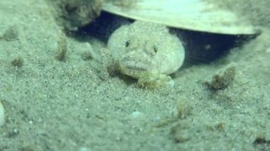 Marble Goby 'nin üretimi (Pomatoschistus marmoratus): yuvayı koruyan erkek tehlike yaklaştığında şiddetle titrer..