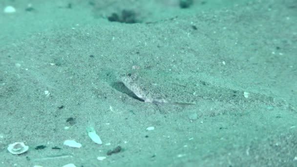 Smok Risso Callionymus Risso Jest Idealnie Zakamuflowany Piaszczystym Dnie Morza — Wideo stockowe