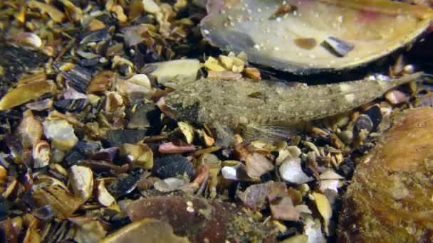 Risso Dragonet Callionymus Risso Seabed Covered Shells Close Top View — Stock Video