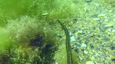 Bir Broadnosed Boru Balığı (Syngnathus typhle) bir kabuğun altında yüzer, yakın plan.