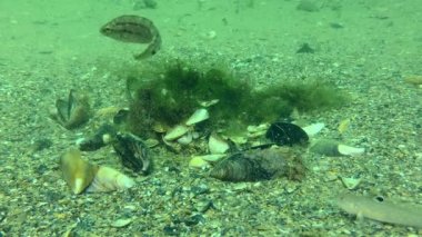 Üreme Gri grasse (Symphodus cinereus): güzel bir alg yuvası tarafından çekilir ve yumurtlamak için ona yaklaşırlar..