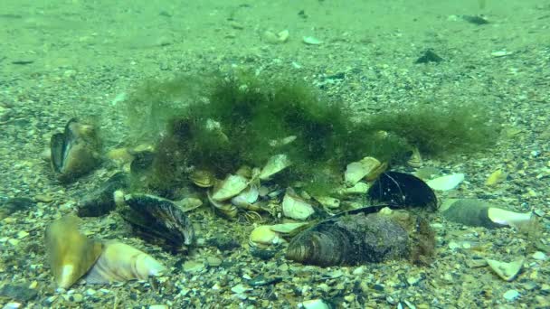 Reproduction Gray Wrasse Symphodus Cinereus Male Decorates Algae Nest Shells — 비디오