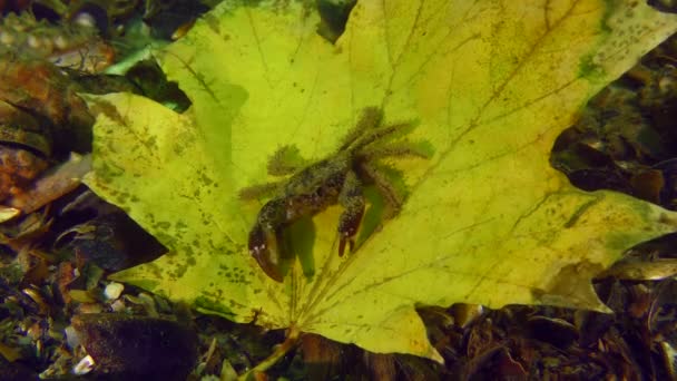秋天在海上 螃蟹在一片黄色的枫叶上打滚 就像在秋千上 — 图库视频影像
