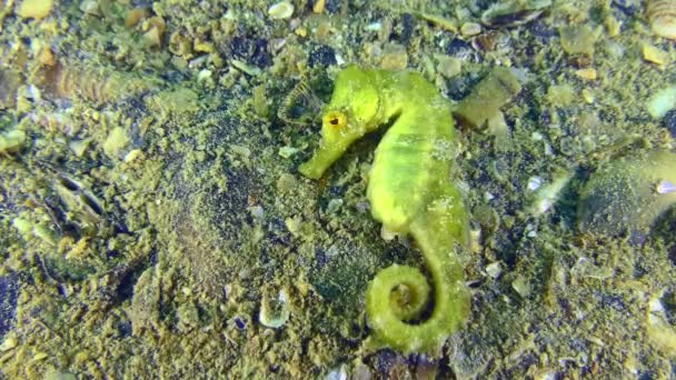 Long Snouted Seahorse Hippocampus Guttulatus Seahorse Has Found Shelter Lays — Stock Video