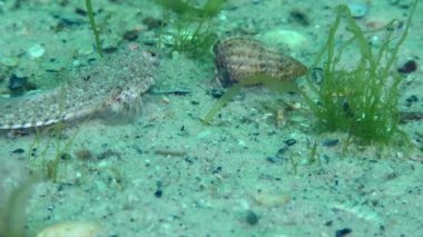 Risso 'nun yusufçuğu (Callionymus risso) yeşil yosunlarla kaplanmış kumlu bir deniz yatağında yiyecek ararken, ağzını açan bir tehdit pozu gösterir..