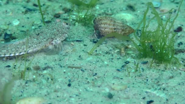 잠자리 Calliononus Risso 바닥에 해조류로 뒤덮인 곳에서 먹이를 — 비디오