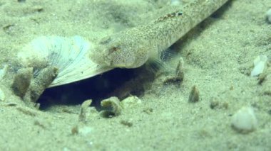 Üreyen Marble Goby (Pomatoschistus marmoratus): Yuvayı koruyan erkek bir tehdit pozu verir - geniş açık ağız, yakın plan.
