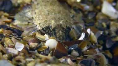Risso 'nun ejderhası (Callionymus risso) deniz kabukları, portre, ön manzara ile kaplı.