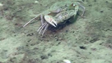 Üreme yüzen yengeç (Liocarcinus holsatus): çiftleşmeden önce, erkek (yukarıda) bir süre dişiyi (aşağıda) taşır ve bir çift yengeç kum tabanı boyunca hareket eder..