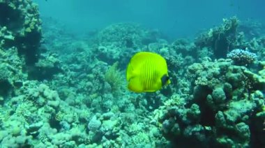The bright yellow Addis butterflyfish (Chaetodon semilarvatus) swims slowly against the background of a coral reef.