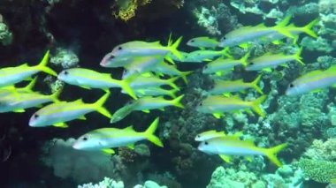 Renkli bir sarı çizgili keçi balığı sürüsü (Mulloidichthys flavolineatus) mercan resifi boyunca yavaşça yüzer..