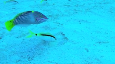 Deniz altı karşılıklı yardım: Kızıl Deniz keçi balığı (Parupeneus forsskali) yiyecek aramak için antenle kumu kazar ve Checkerboard wrasse (Halichoeres hortulanus) yakınlarda daireler çizerek ilk balık için çok fazla av bulmayı umar..