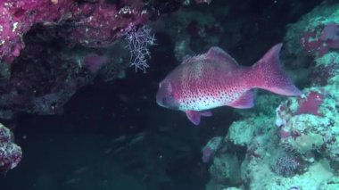 Mağara ve yarık bakımından zengin bir resifin yanında, büyük bir Leopar Grubu (Plectropomus pessuliferus) kendini tamamen güvende hisseder..