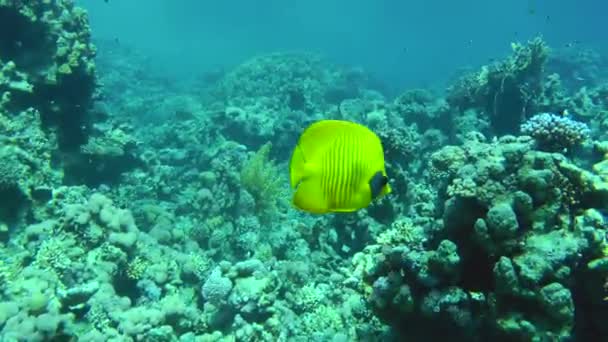 Bright Yellow Addis Butterflyfish Chaetodon Semilarvatus Swims Slowly Background Coral — Vídeo de stock